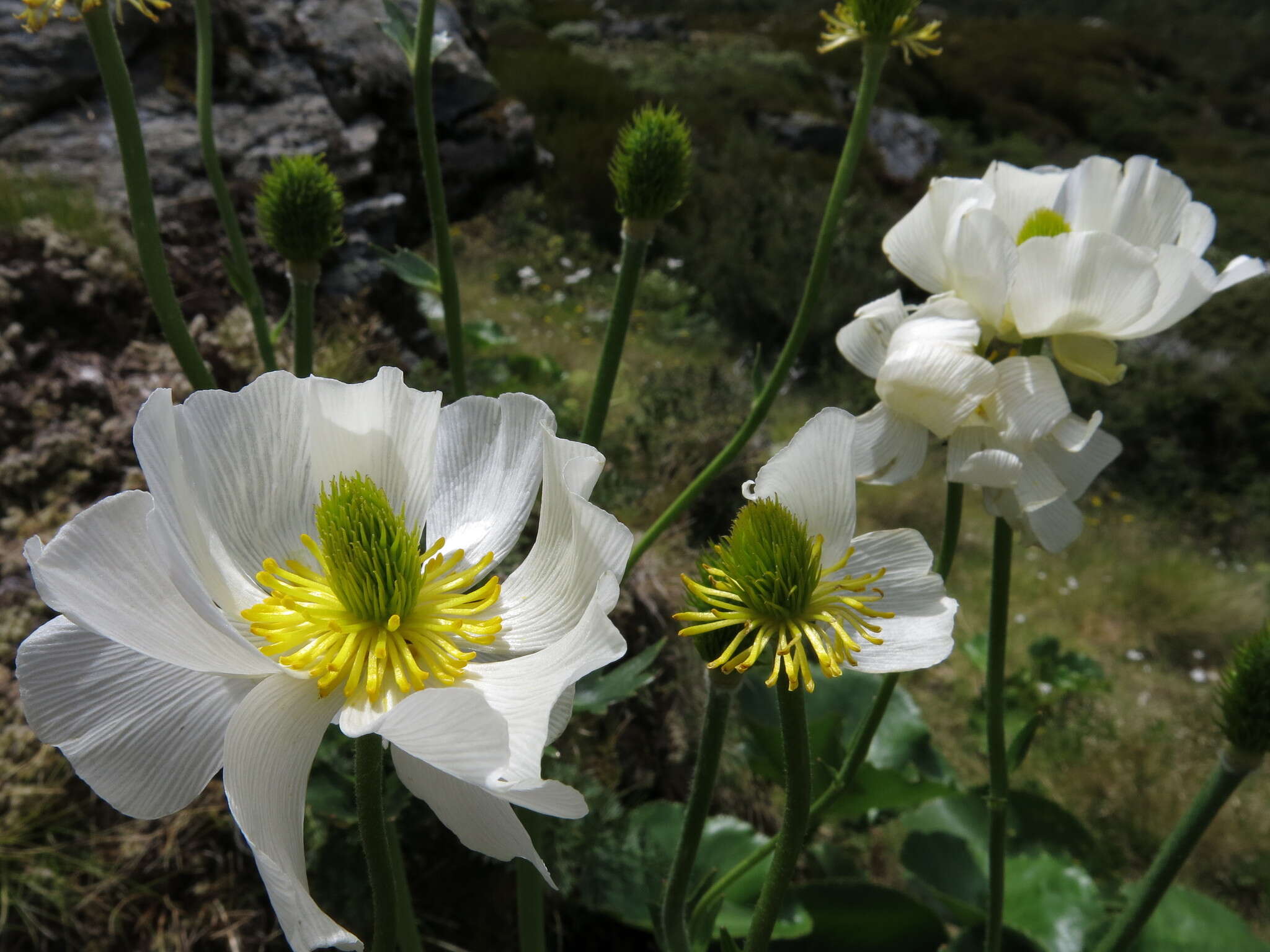 Image of Mount Cook buttercup