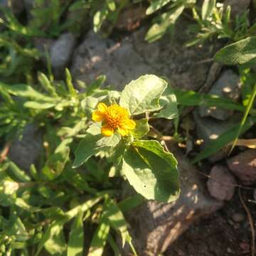 Imagem de Heliopsis annua Hemsl.