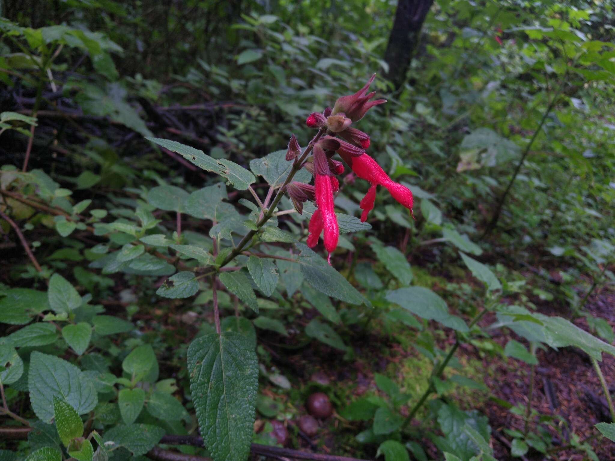 Imagem de Salvia fulgens Cav.