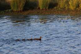 Image of Cape Shoveler