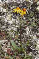 Imagem de Tephroseris integrifolia subsp. tundricola (Tolm.) B. Nord.