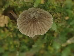 Image of Entoloma dysthaloides Noordel. 1979