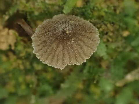 Image of Entoloma dysthaloides Noordel. 1979