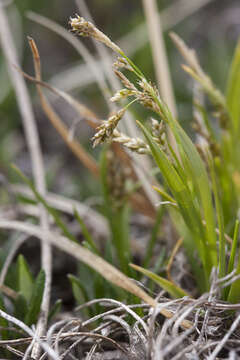 Image of Krause's sedge