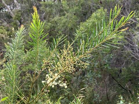 Imagem de Acacia linifolia (Vent.) Willd.