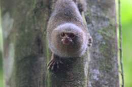 Image of pygmy marmoset