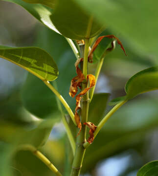 Image of Large-fruited fig