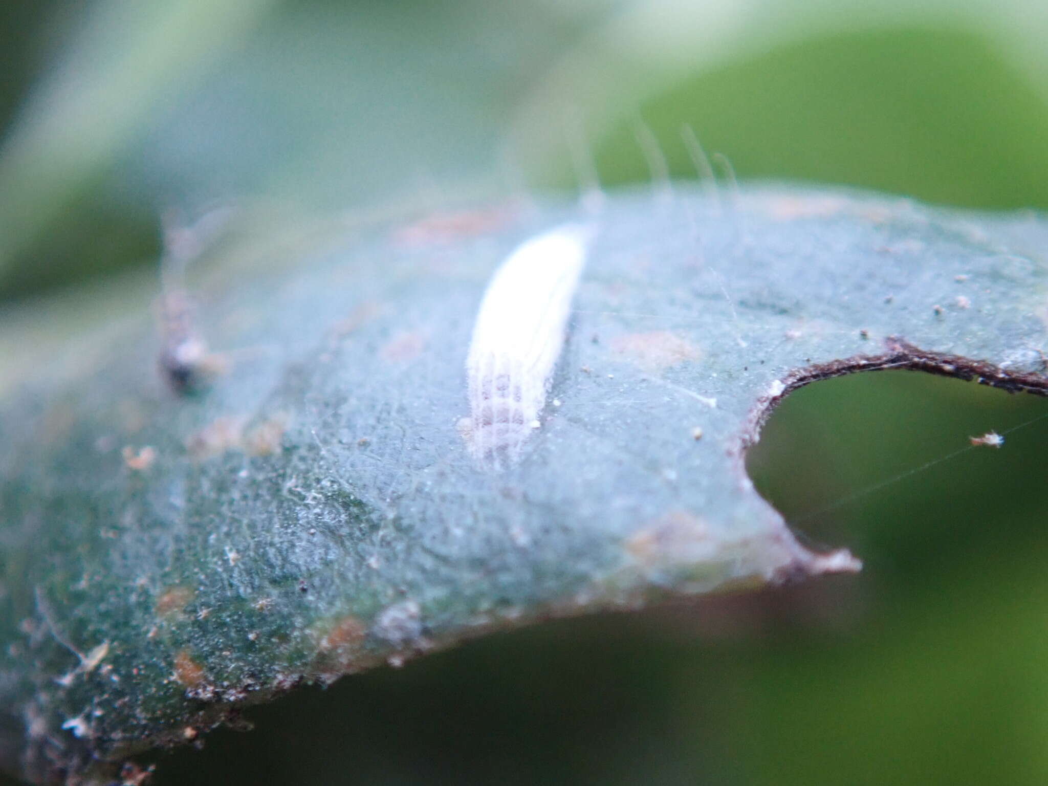 Image of Oak-ribbed Skeletonizer