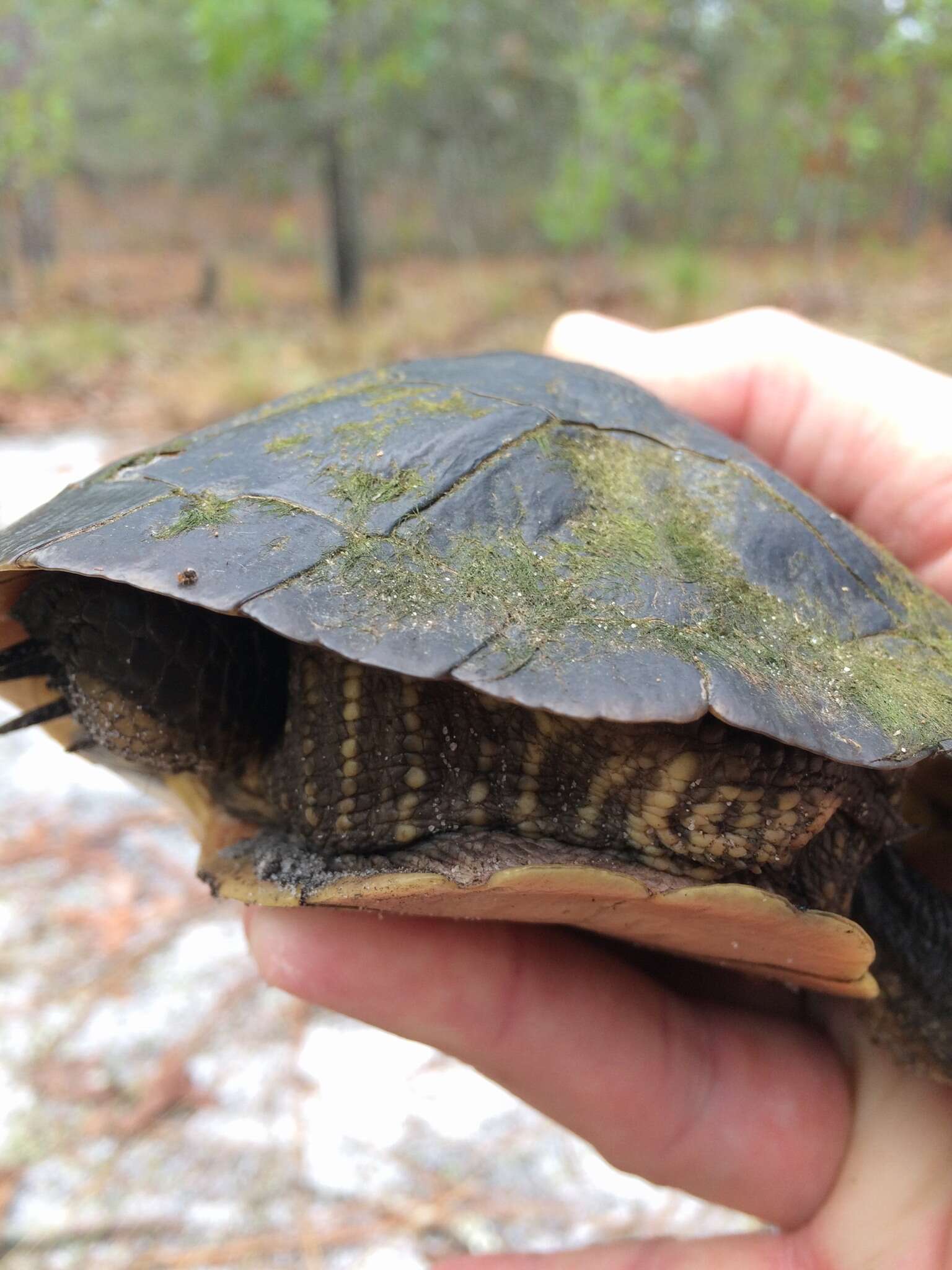 Image of Deirochelys reticularia reticularia (Latreille 1801)