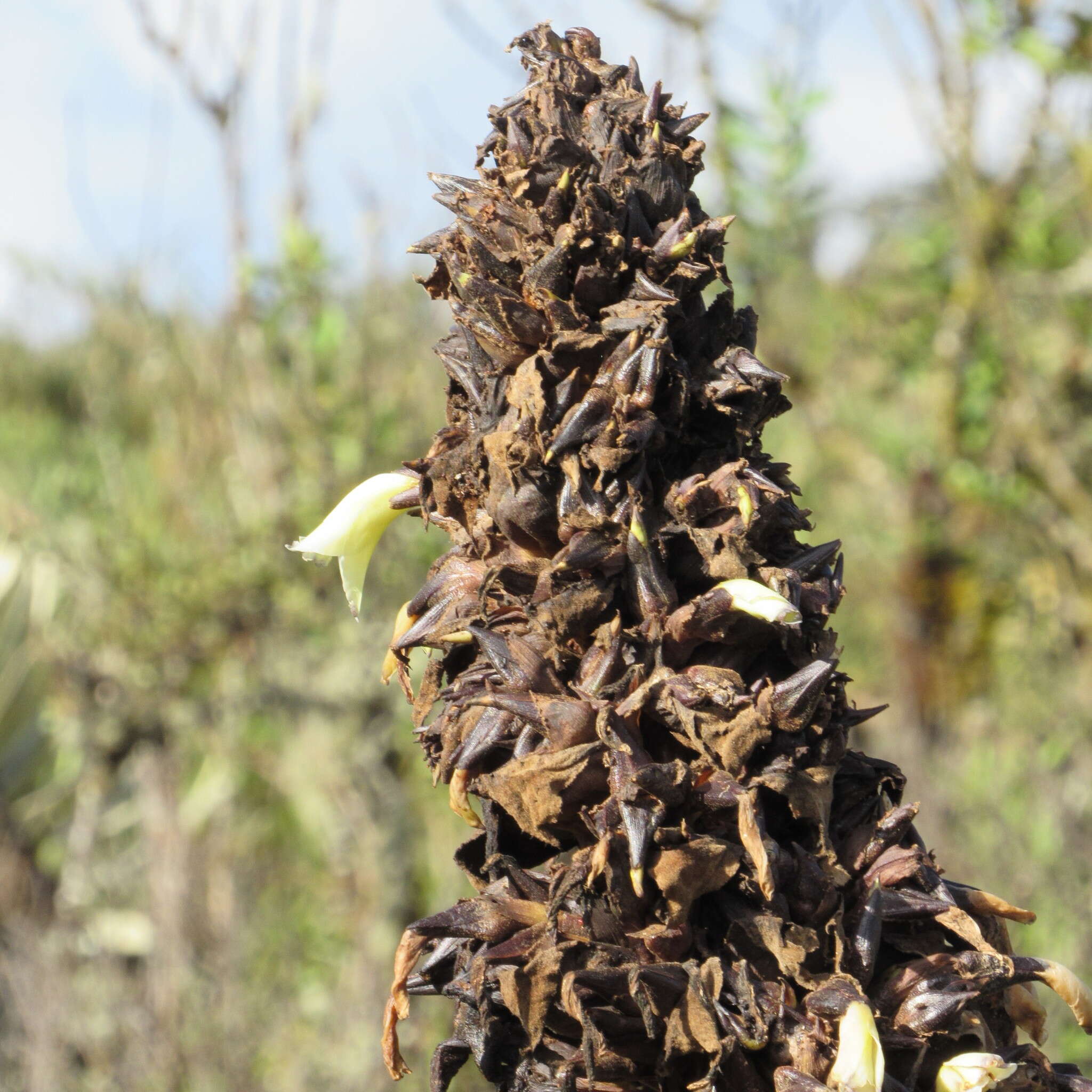 Puya goudotiana Mez的圖片