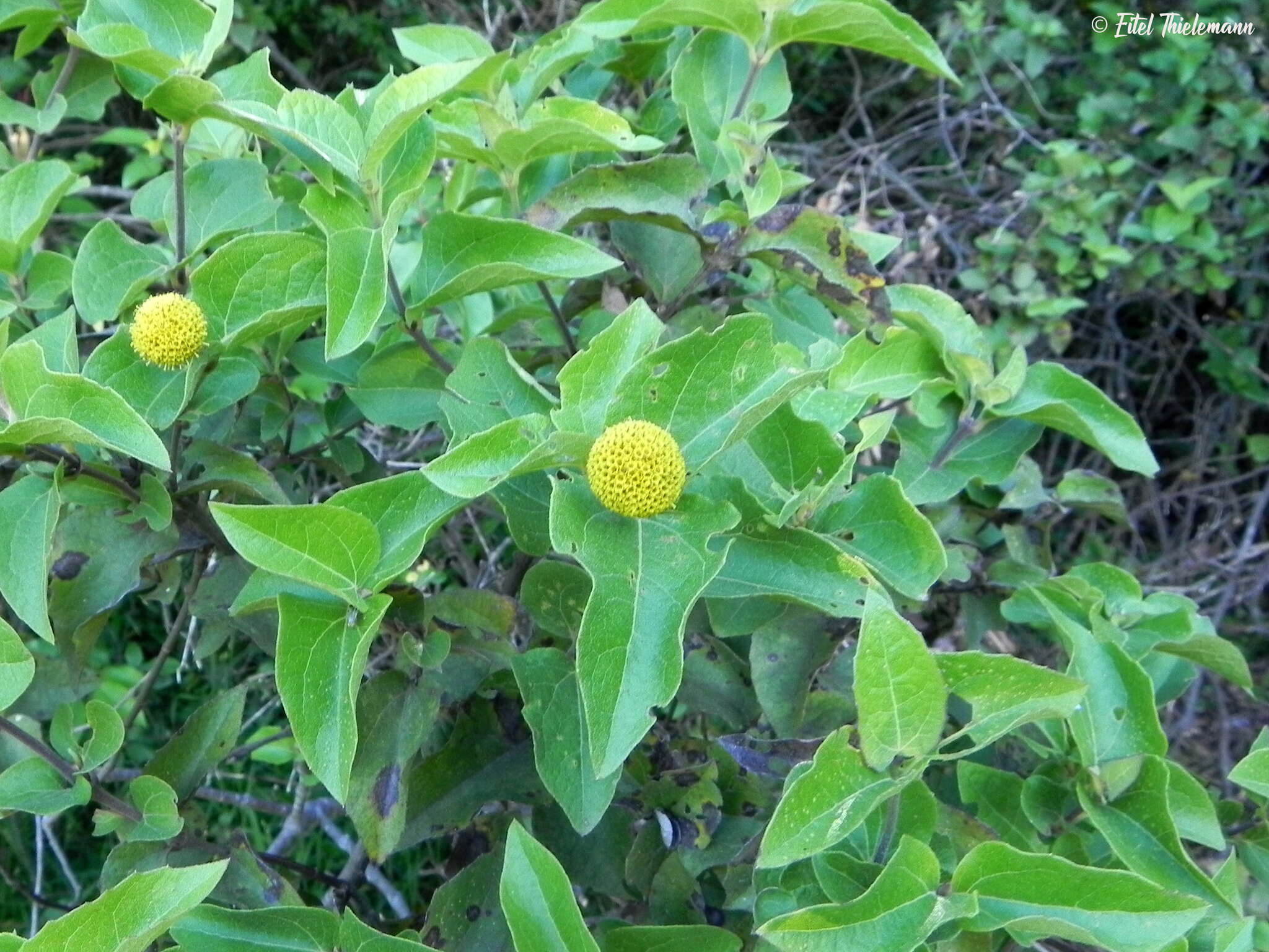 Image of Podanthus ovatifolius Lag.