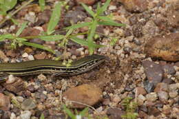 Image of Lowlands Plain-backed Ctenotus