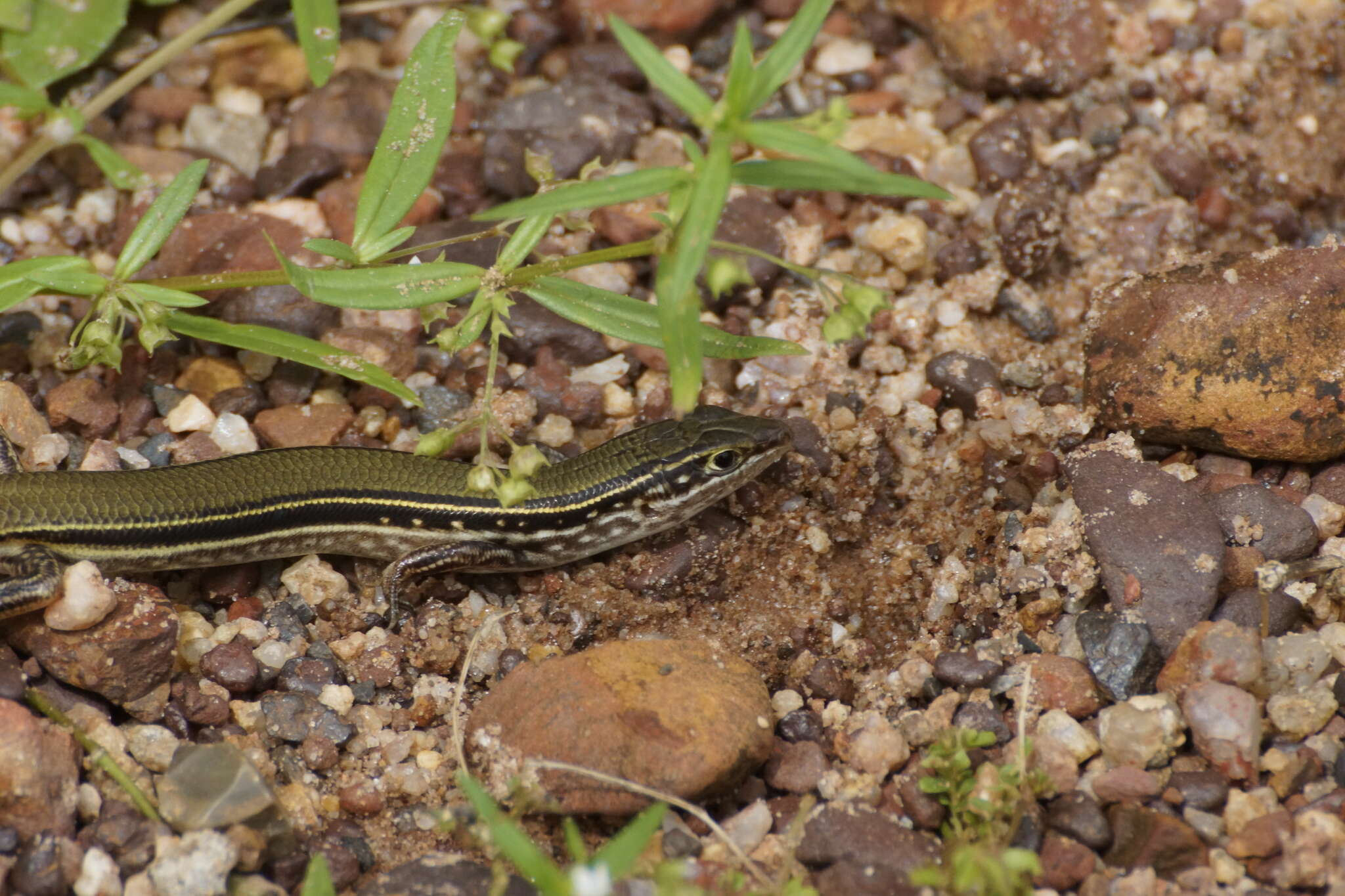 Image of Lowlands Plain-backed Ctenotus