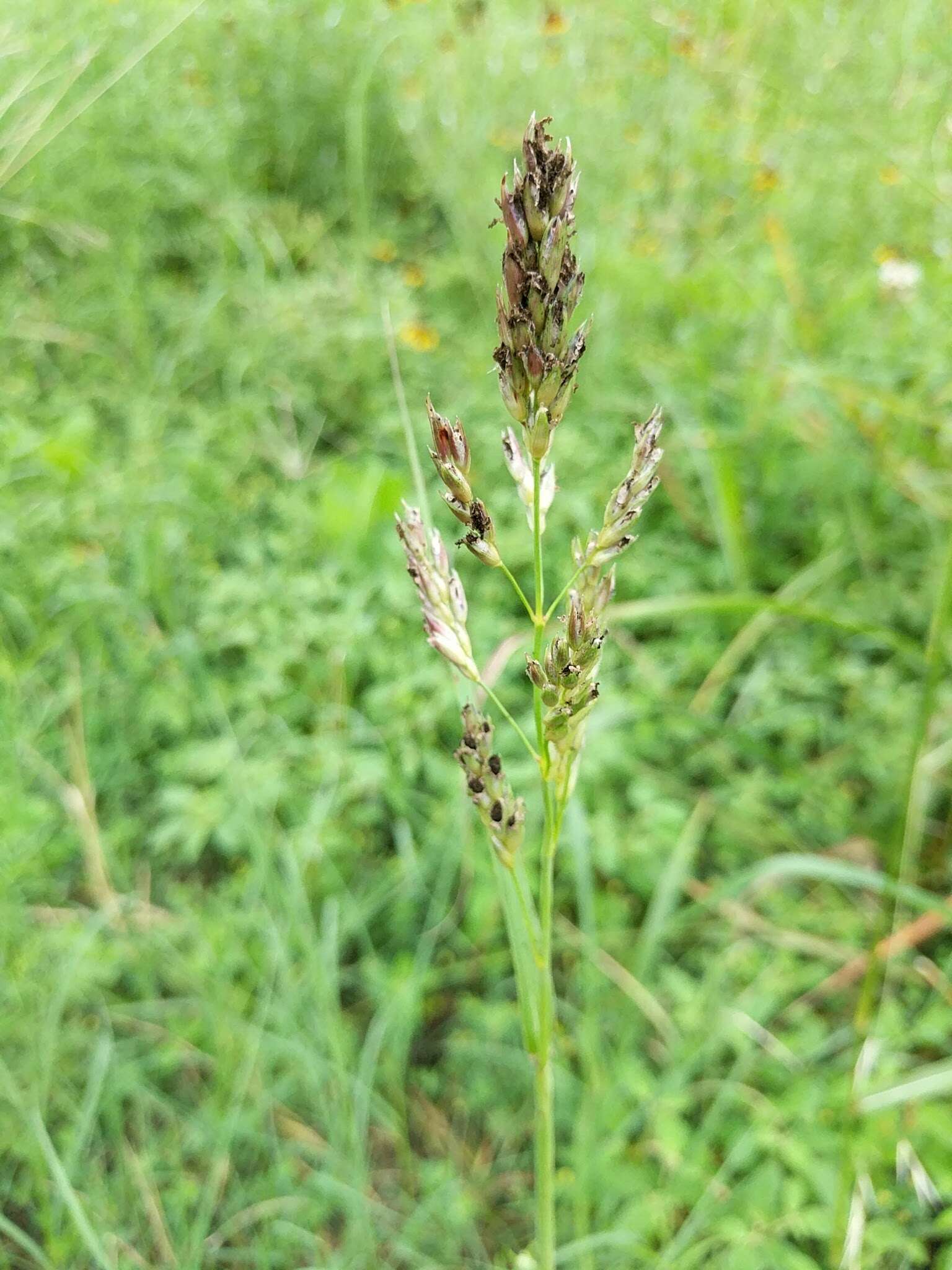 Image of Sorghum ergot