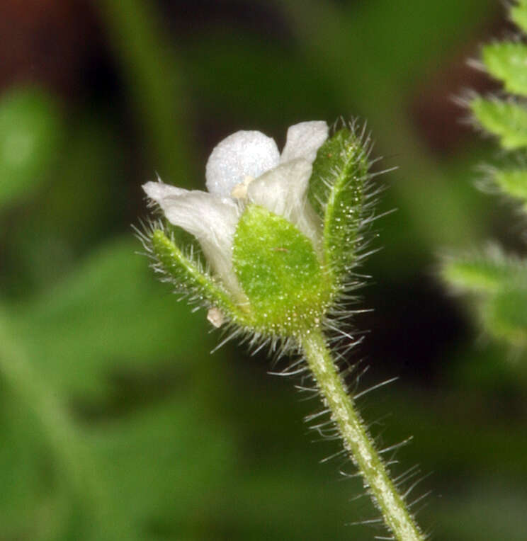 Image de Eucrypta chrysanthemifolia var. bipinnatifida (Torr.) Constance