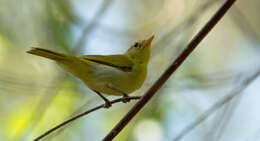 Image of Guira Tanager