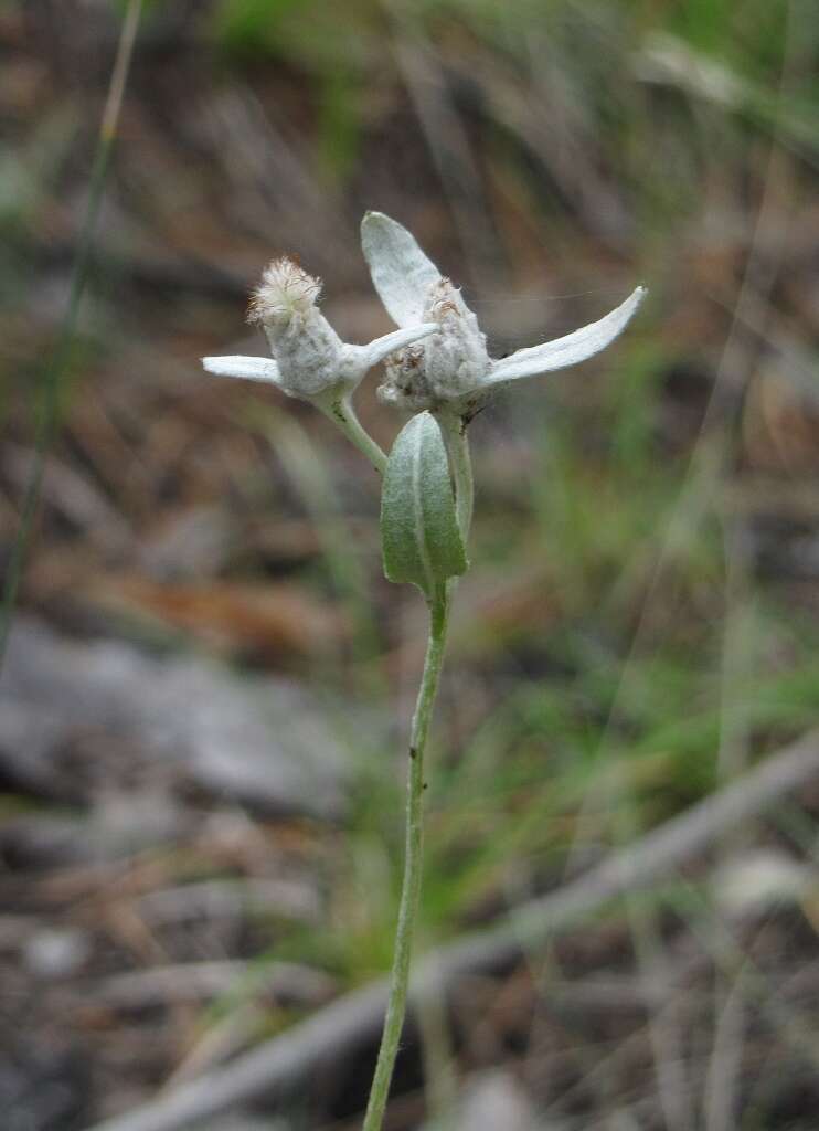 Leontopodium leontopodioides (Willd.) Beauv.的圖片