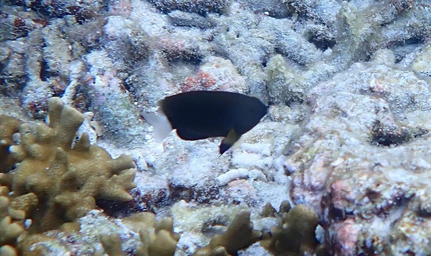 Image of White-tail damsel