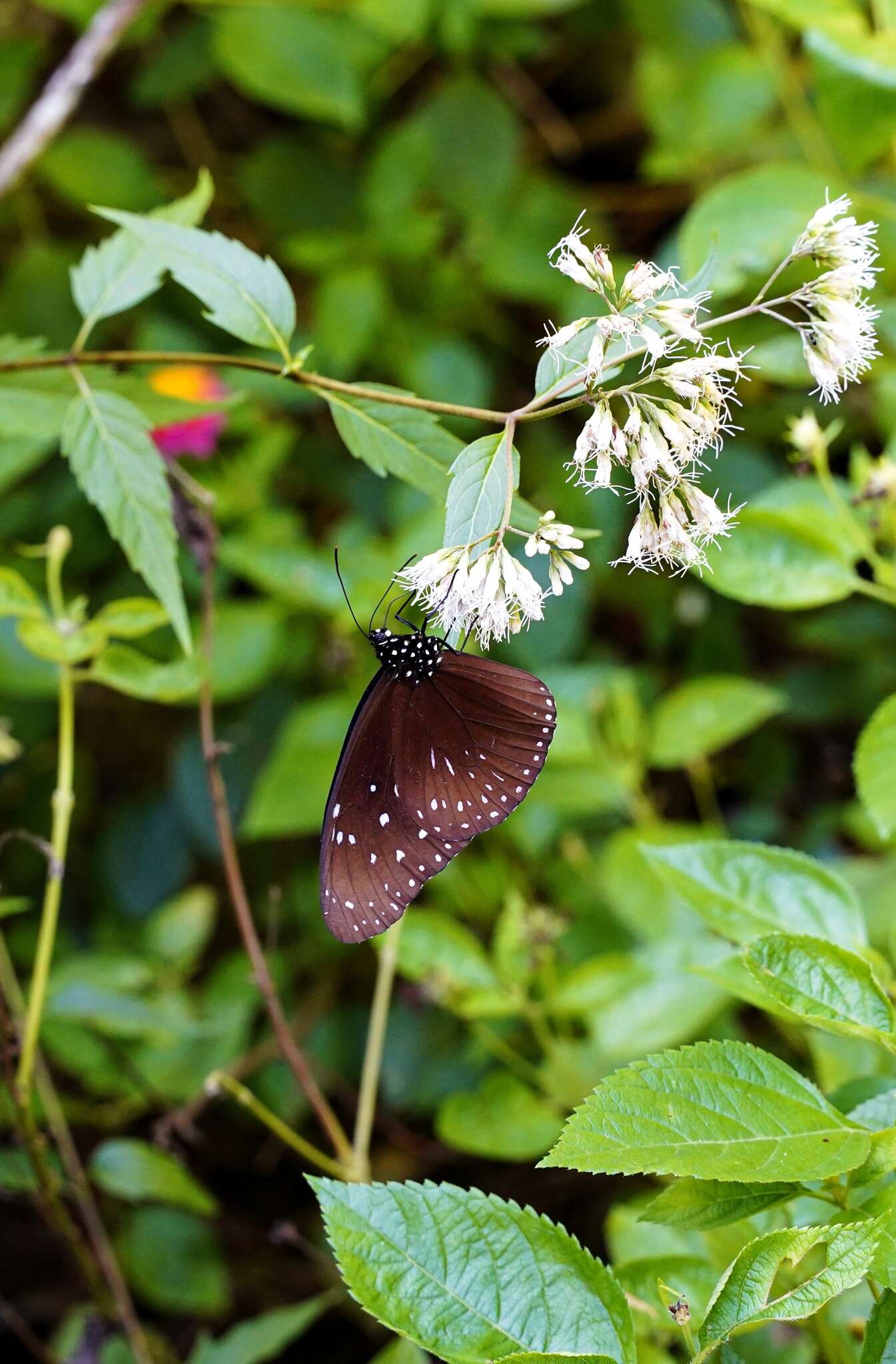 Euploea mulciber barsine Fruhstorfer 1904的圖片