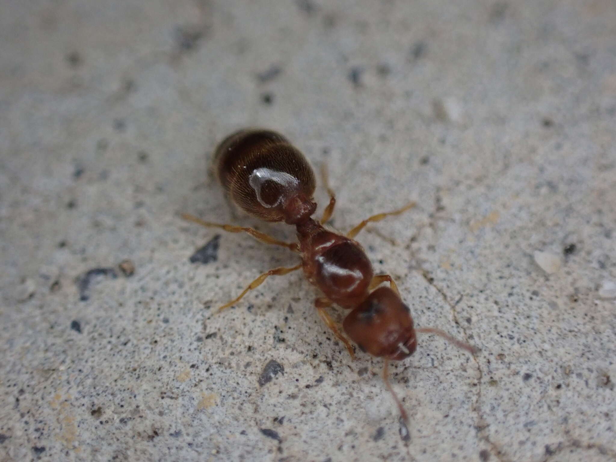 Pheidole bicarinata Mayr 1870 resmi