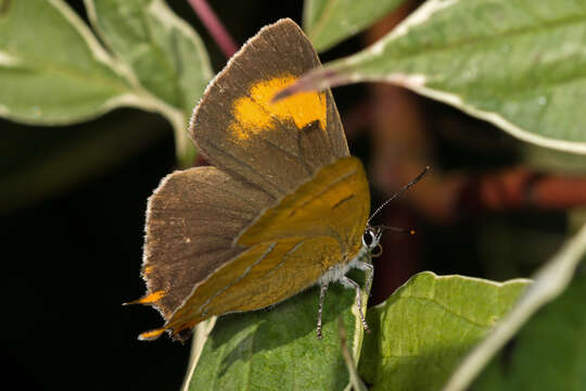 Image of Brown Hairstreak