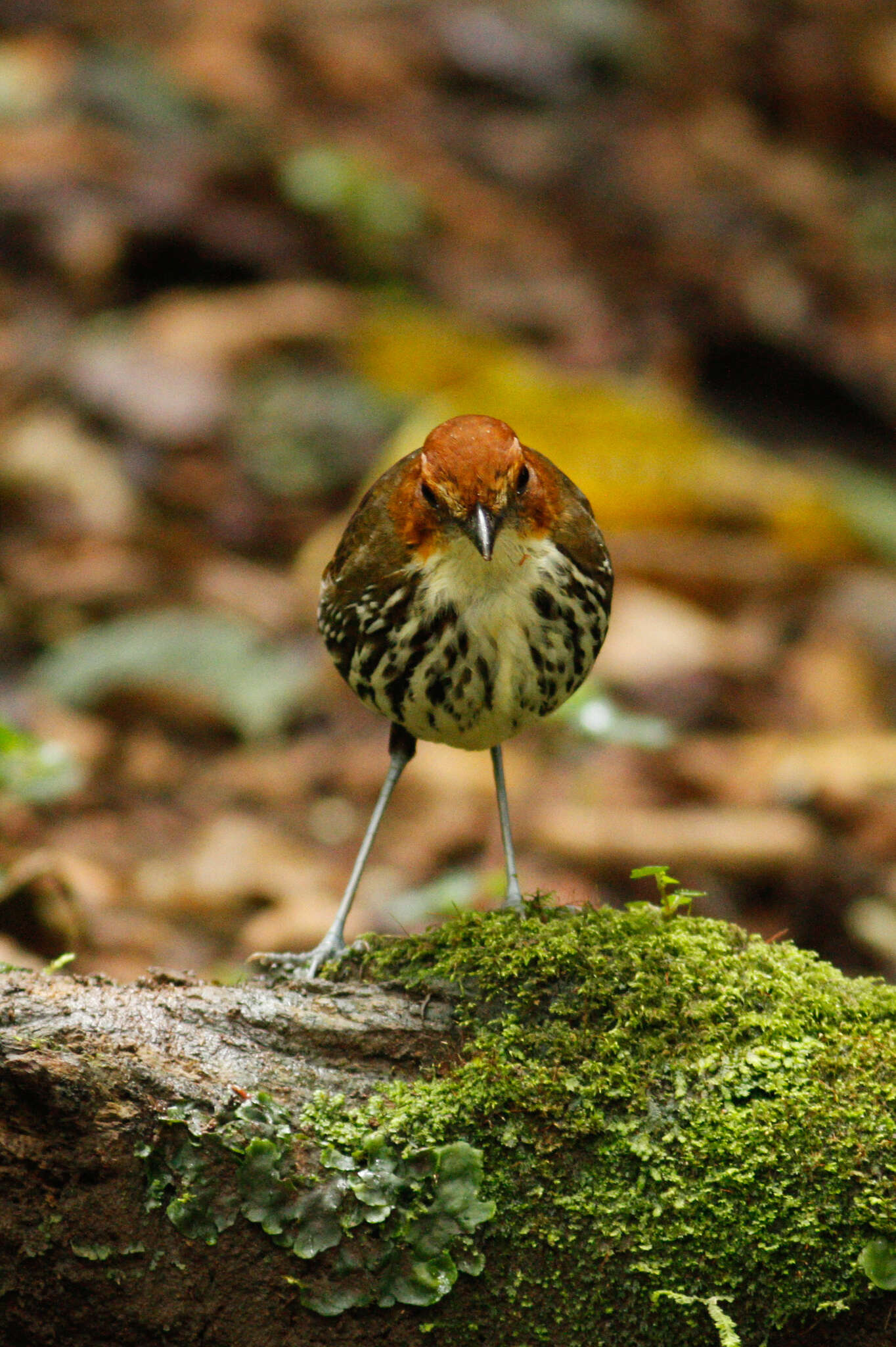 Image of Chestnut-crowned Antpitta