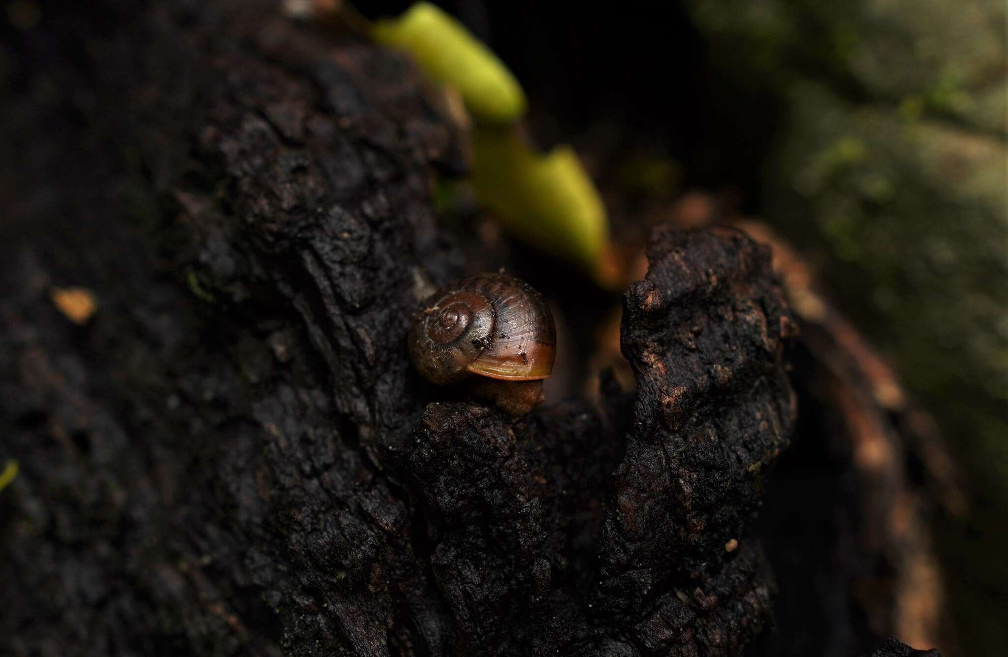 صورة Terrycarlessia bullacea (Reeve 1854)