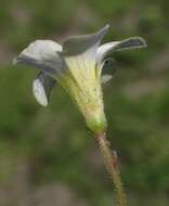 Sivun Oxalis punctata L. fil. kuva