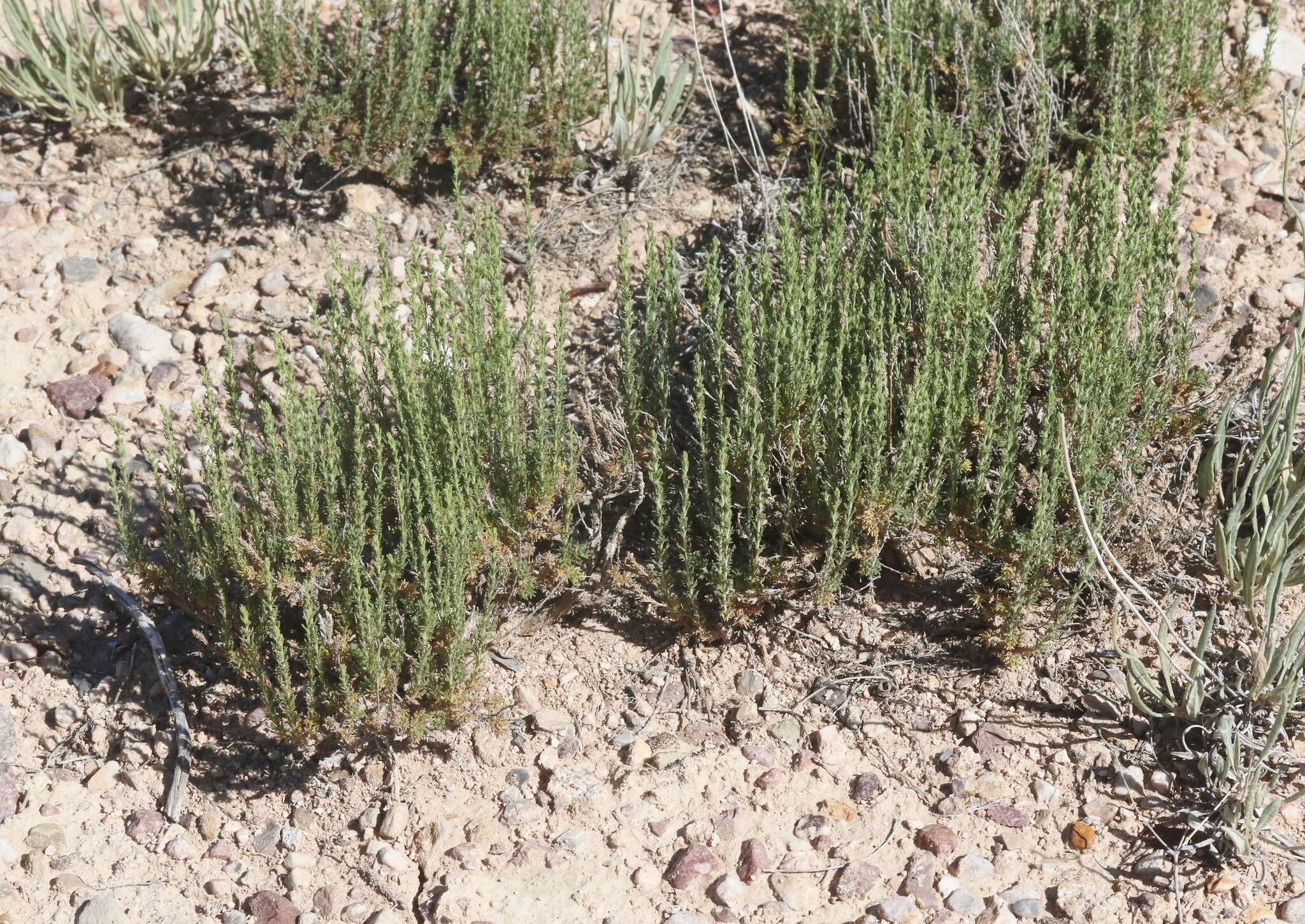 Imagem de Artemisia pygmaea A. Gray