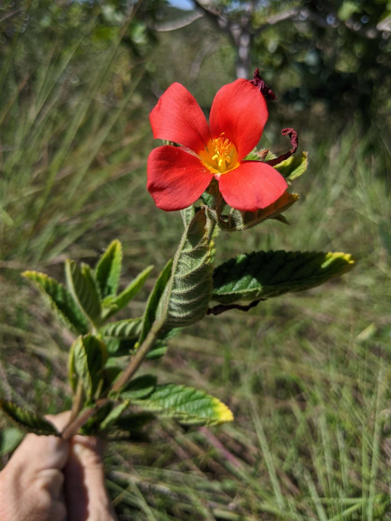Imagem de Turnera longiflora Cambess.