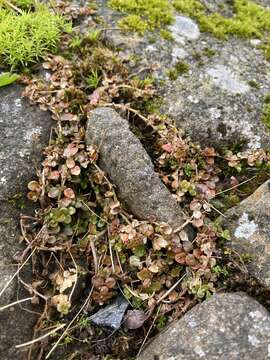 Image of Epilobium komarovianum Leveille