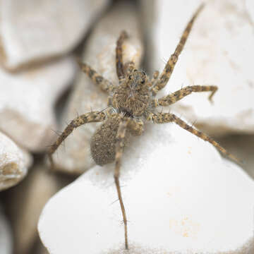 Image of Pardosa morosa (L. Koch 1870)