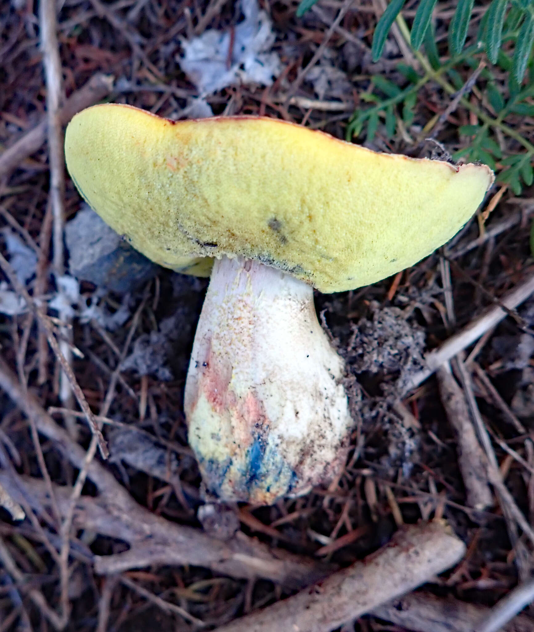 Image of Boletus leptospermi McNabb 1968