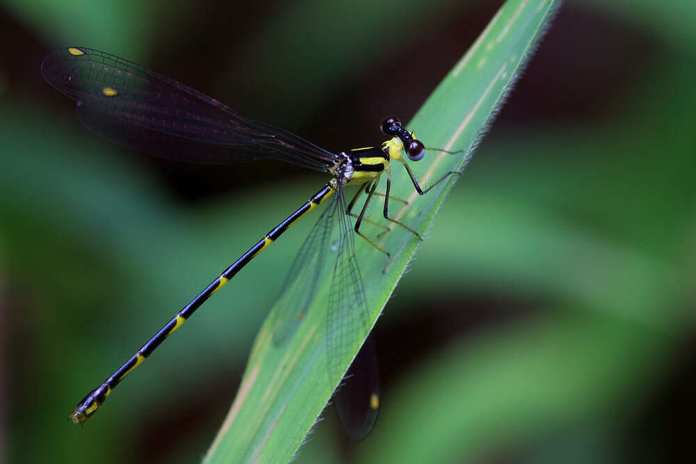 Image of Protolestes kerckhoffae Schmidt 1949