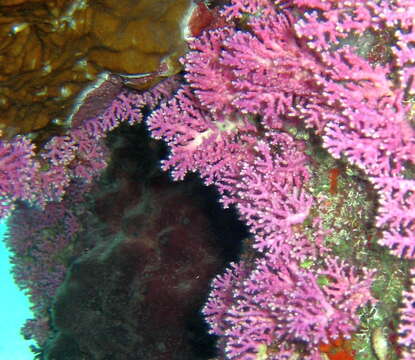 Image of Rose Lace Coral