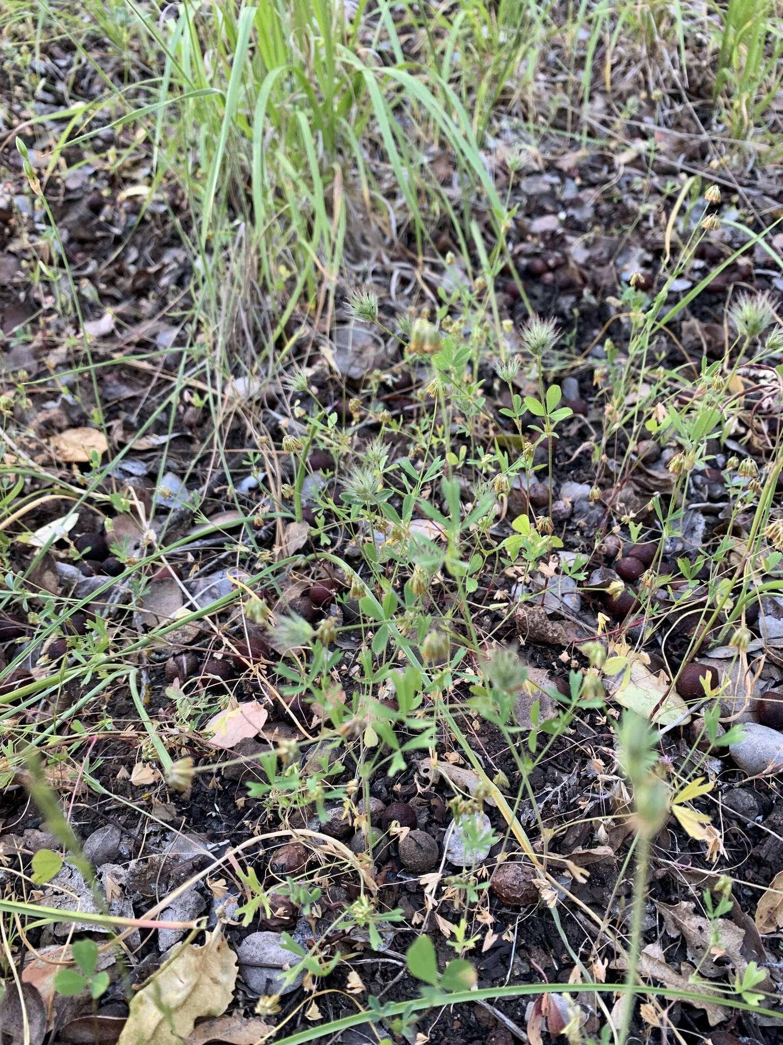 Image of Trifolium bifidum var. bifidum