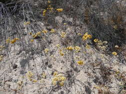 Image of Helichrysum moeserianum Thell.