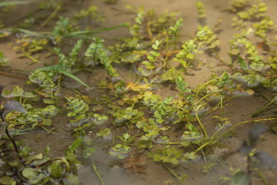 Image of Creeping marshwort