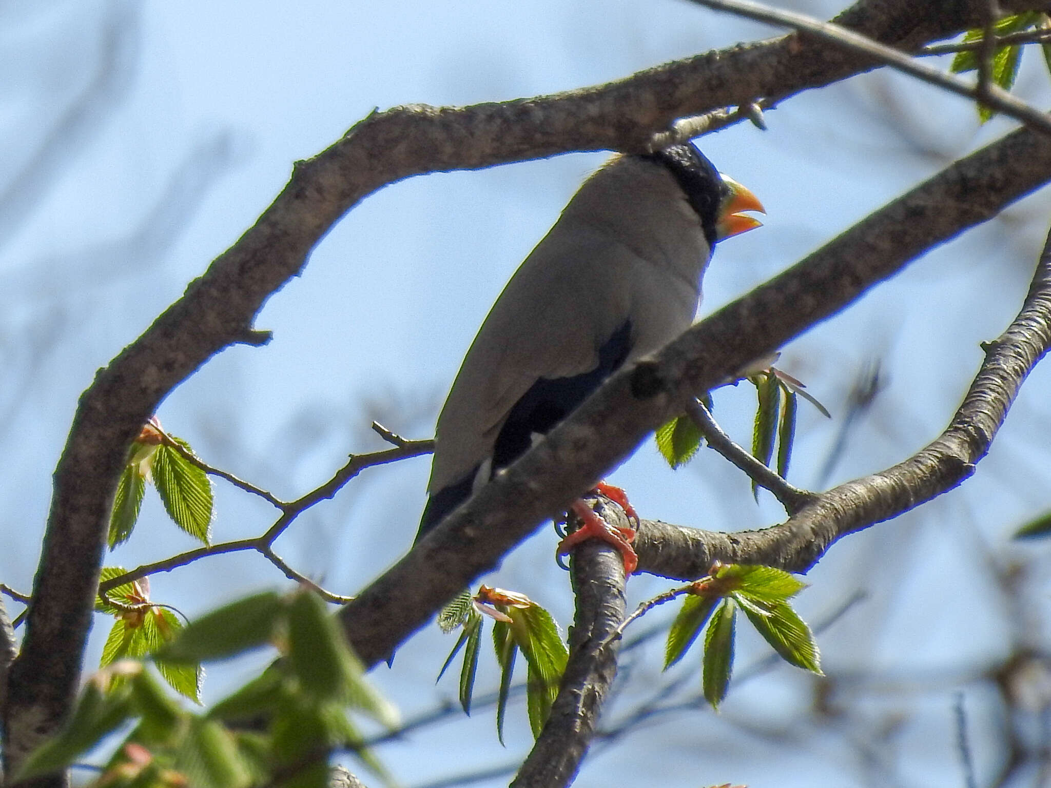 Image of Japanese Grosbeak