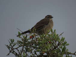 Image of Karoo Scrub Robin