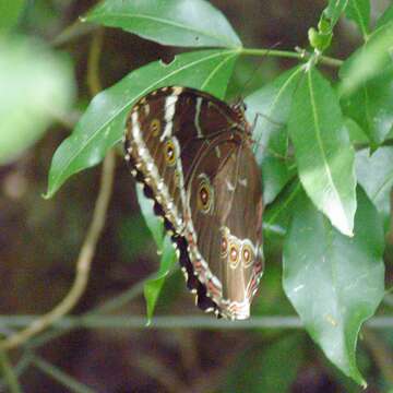 Morpho helenor achillides的圖片