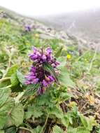 Image of Phlomoides bracteosa (Royle ex Benth.) Kamelin & Makhm.