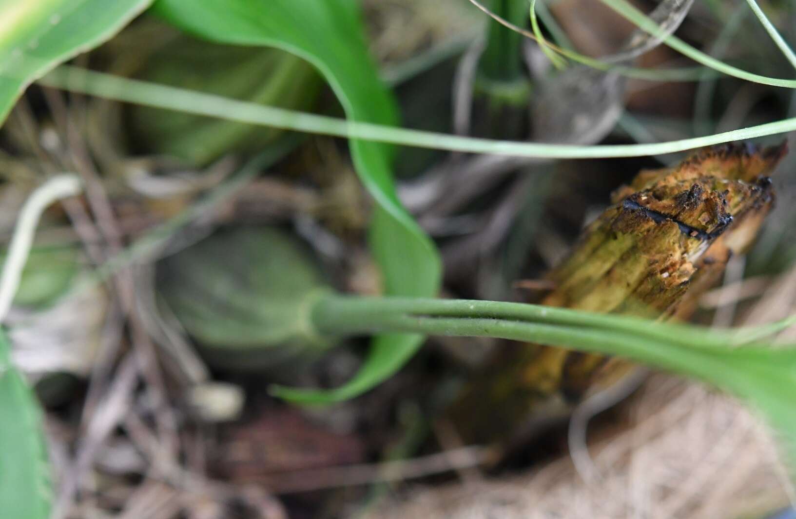 Image of Stanhopea graveolens Lindl.