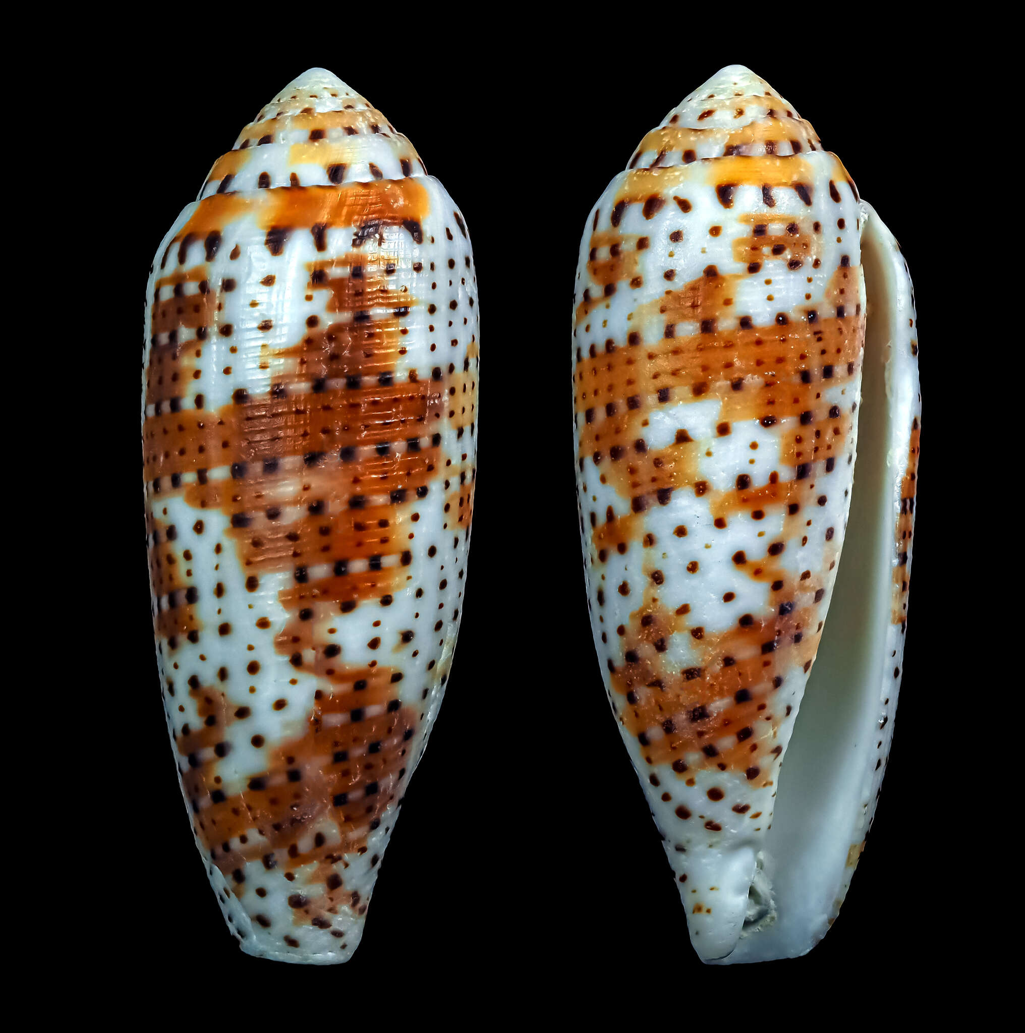 Image of Nussatella cone