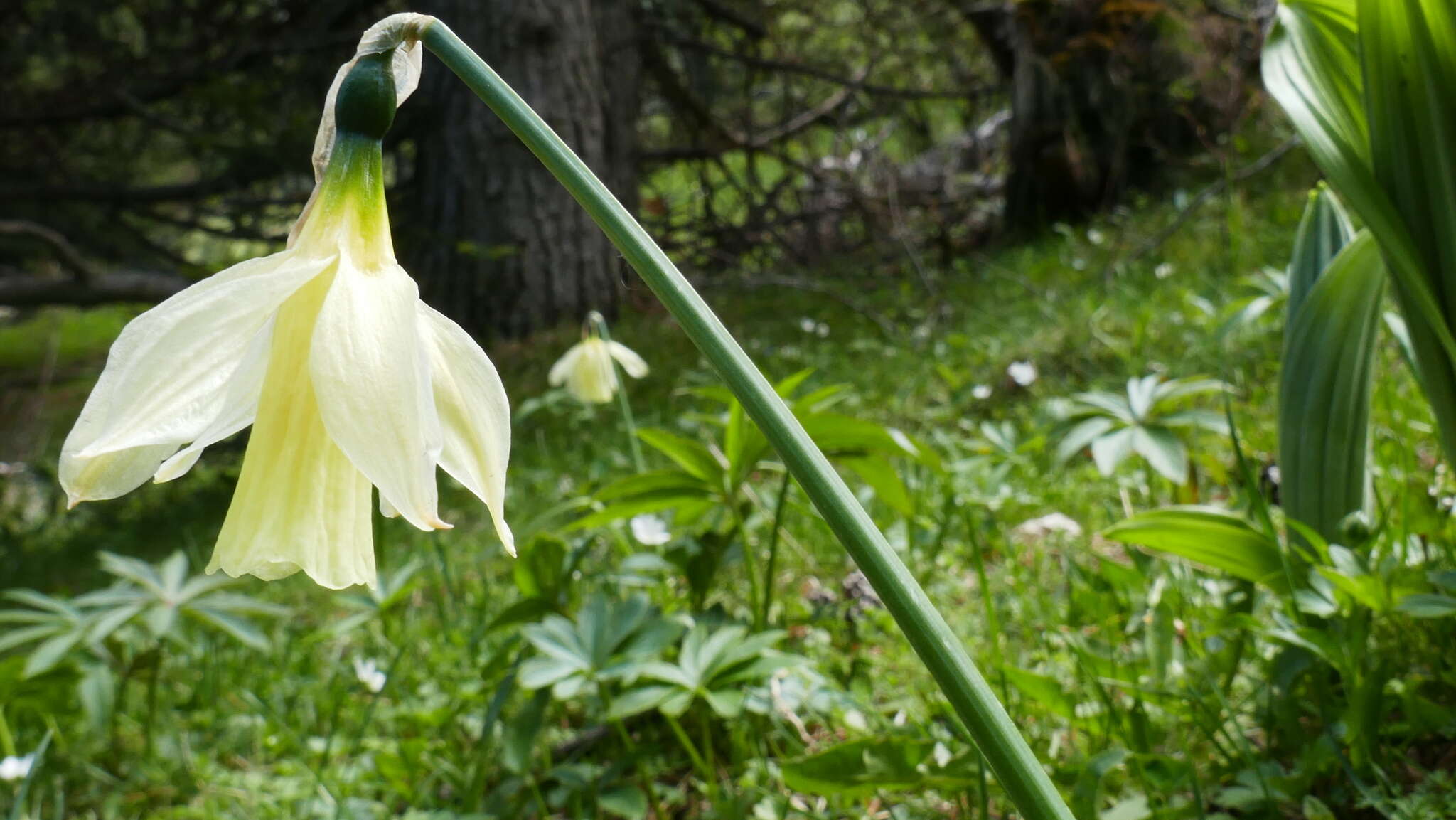 Image of Narcissus moschatus subsp. moleroi (Fern. Casas) Aedo