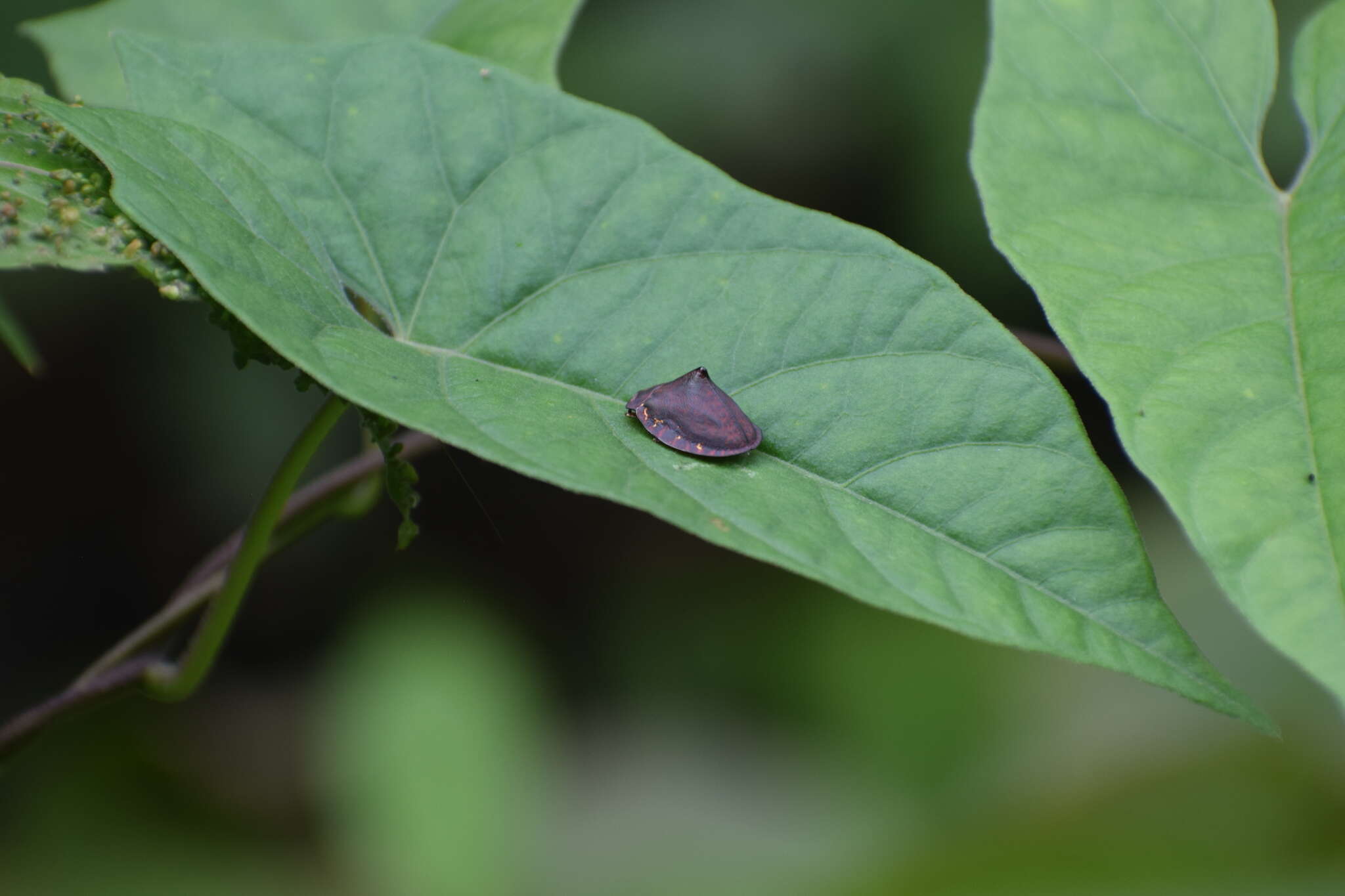 Image of Chelymorpha aculeata Borowiec 2000