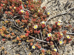 Image of slenderleaf iceplant