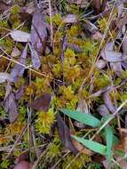 Image of Sphagnum missouricum Warnst. & Cardot