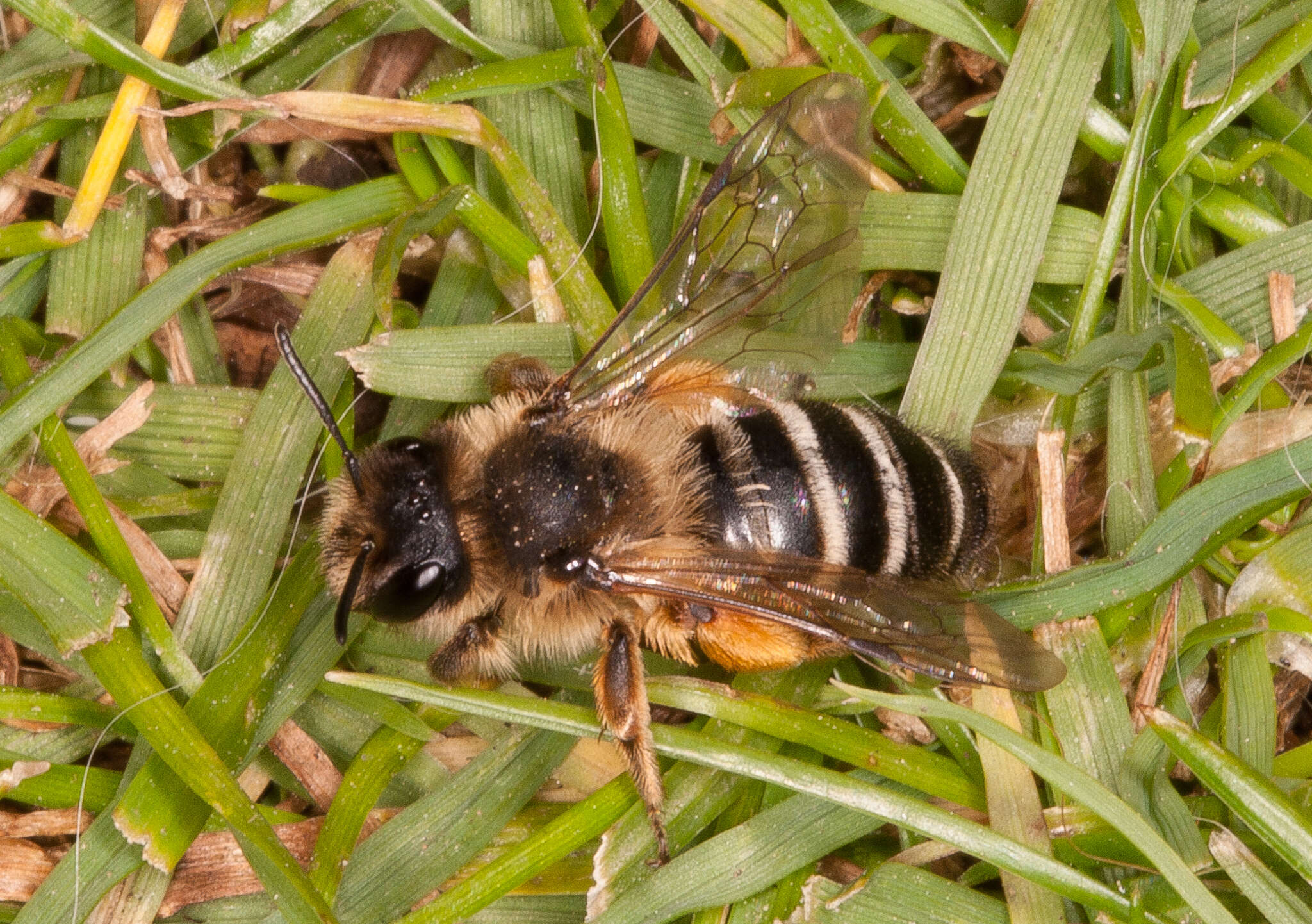 Image of Andrena flavipes Panzer 1799