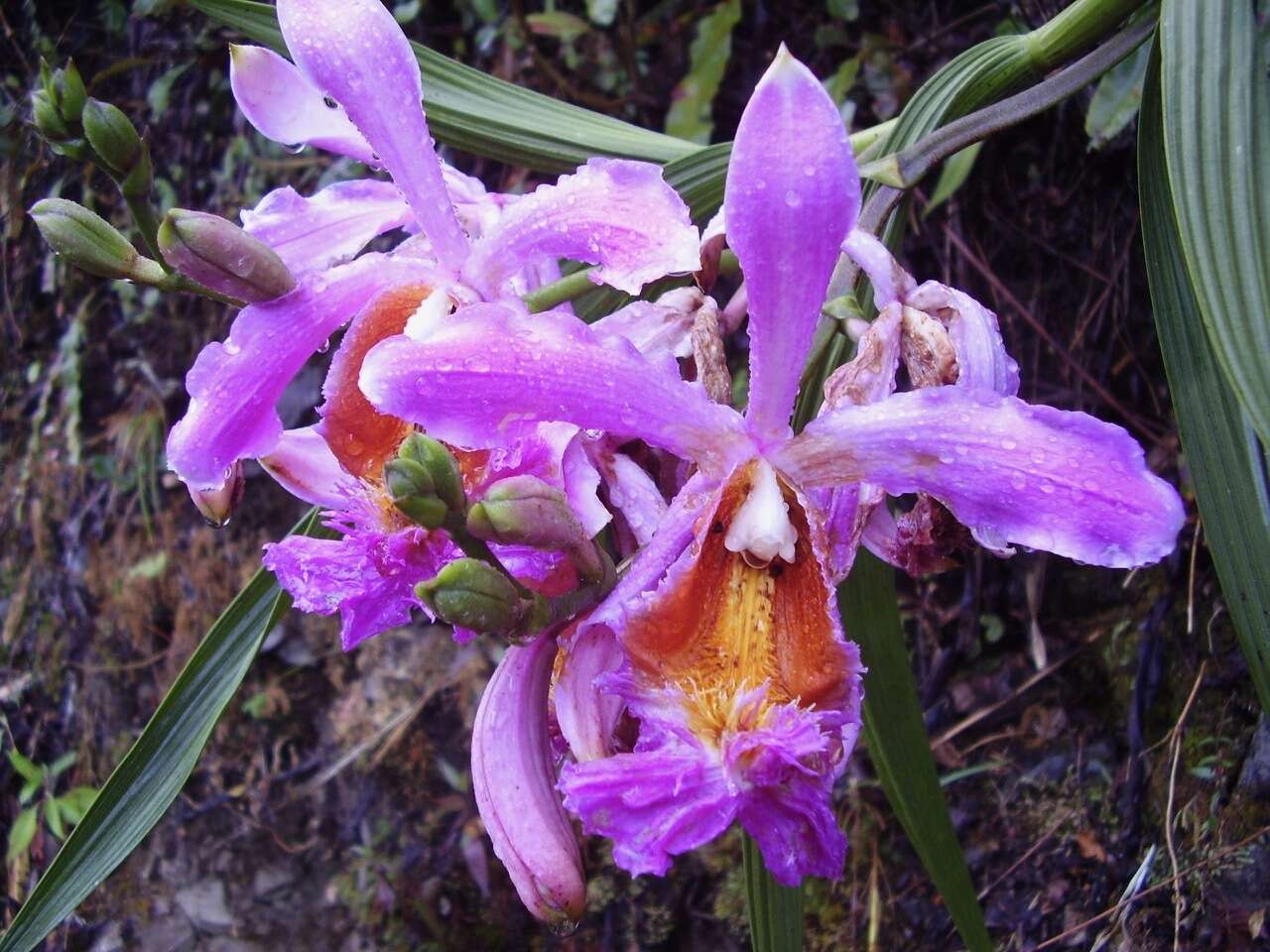 Plancia ëd Sobralia dichotoma Ruiz & Pav.